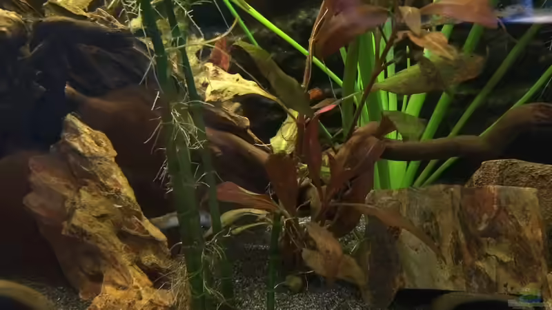 Dekoration im Aquarium Becken 30604 von Mesmerize (9)