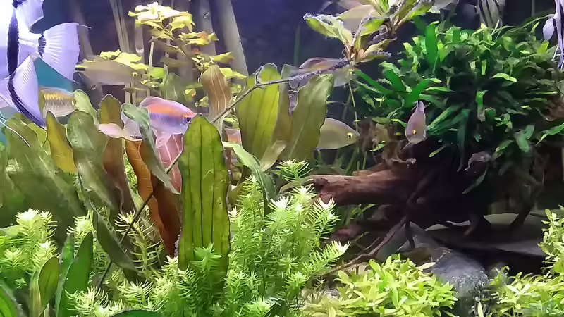 Dekoration im Aquarium Becken 30620 - Innerer Frieden von Grünhexe (153)