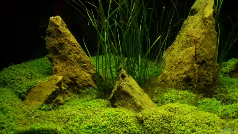 Dekoration im Aquarium Becken 3067 von Aqua-Flo (2)