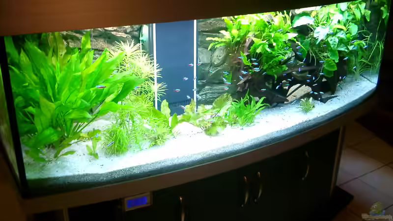 Dekoration im Aquarium Becken 3074 - Alex Diskus Aquarium von ALTHO81 (22)