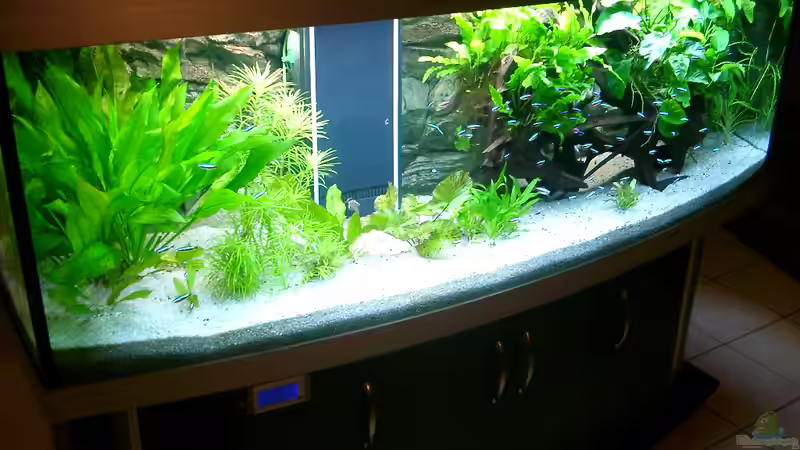 Dekoration im Aquarium Becken 3074 - Alex Diskus Aquarium von ALTHO81 (23)