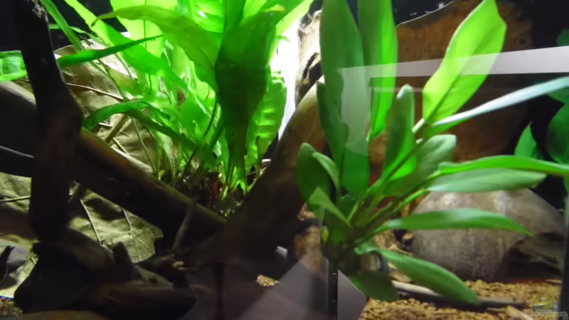 Dekoration im Aquarium Becken 30791 von shiru_k10 (16)