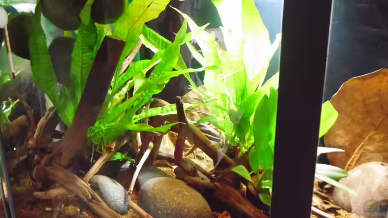 Dekoration im Aquarium Becken 30791 von shiru_k10 (17)