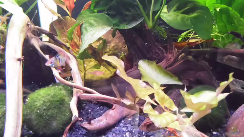 Dekoration im Aquarium Becken 30791 von shiru_k10 (20)