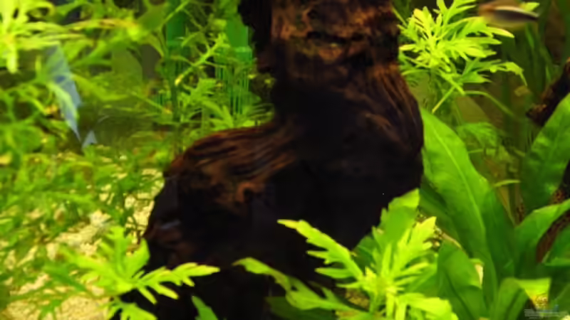 Dekoration im Aquarium Becken 3081 von Hüseyin Altin (3)