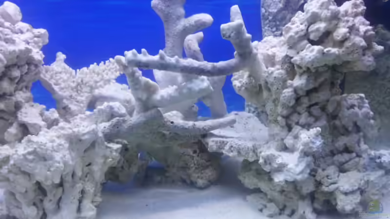 Dekoration im Aquarium Becken 30815 mein Traumriff im Wohnzimmer von Bernd Pinkert (13)