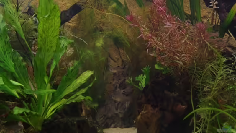 Dekoration im Aquarium Becken 30852 von Nobody (34)