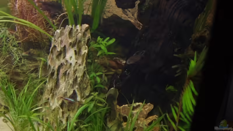 Dekoration im Aquarium Becken 30852 von Nobody (35)