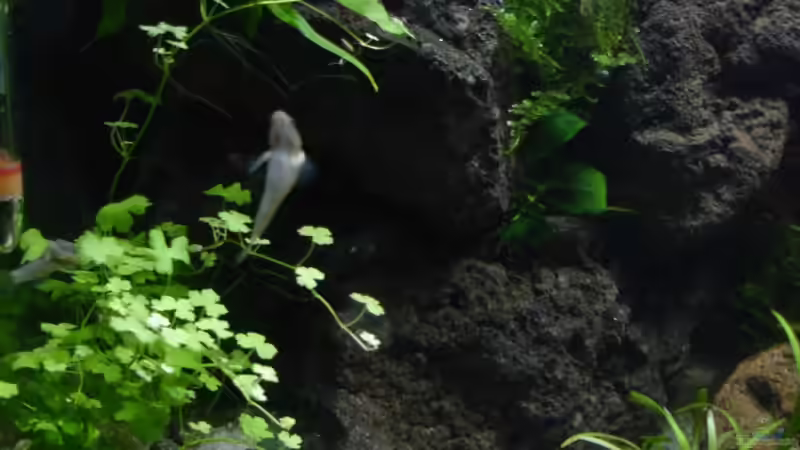 Dekoration im Aquarium Becken 30881 Weißwangengrundel-Becken von Grünhexe (12)