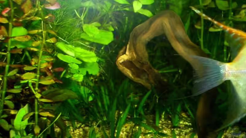 Dekoration im Aquarium Becken 3090 von Daniel Schilling (4)