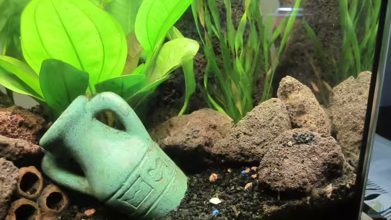 Dekoration im Aquarium Becken 30935 von RenSa (7)