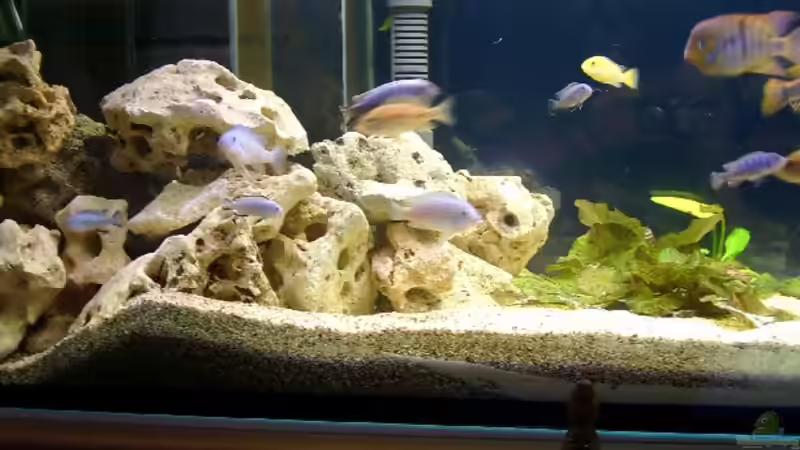 Dekoration im Aquarium Becken 310 von Marion Kohl (3)