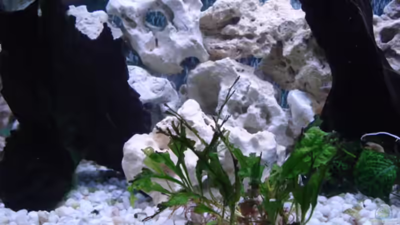 Dekoration im Aquarium Becken 3101 von Ralf Schaible (4)