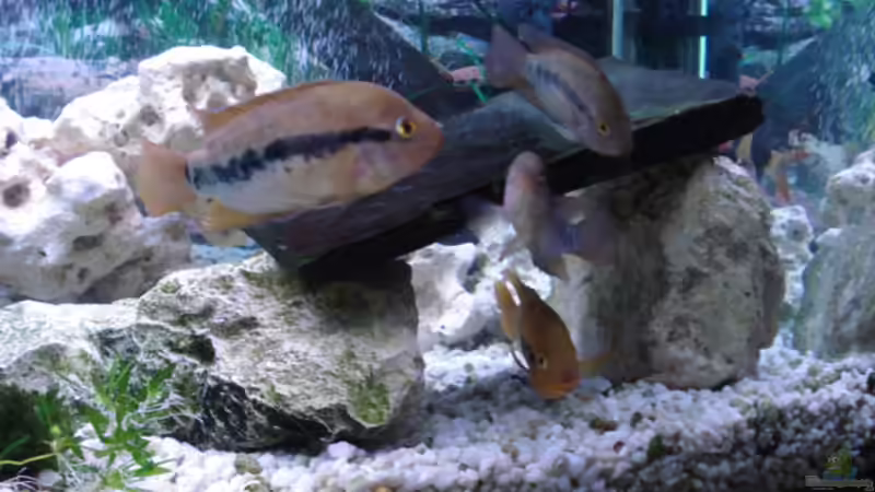 Dekoration im Aquarium Becken 3101 von Ralf Schaible (5)