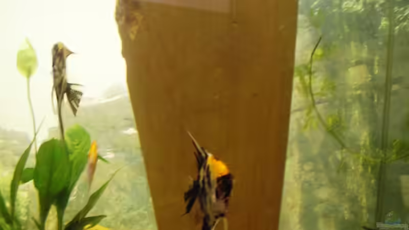 Dekoration im Aquarium Becken 3106 von Gerhard Schwab (5)