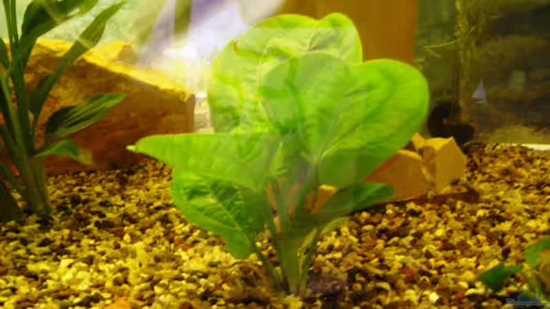 Dekoration im Aquarium Becken 3106 von Gerhard Schwab (7)