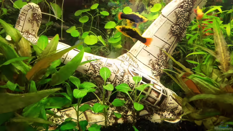 Dekoration im Aquarium Becken 31065 von Hans-Hubert (11)