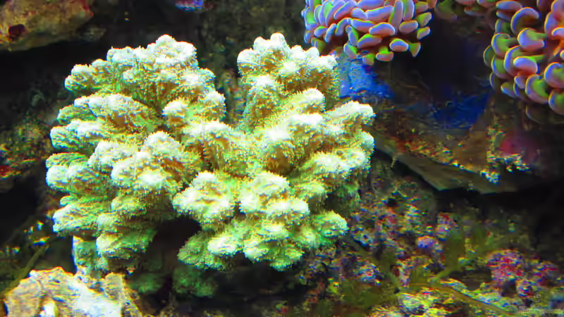 Dekoration im Aquarium Becken 31101 von Christian Bayerl (13)