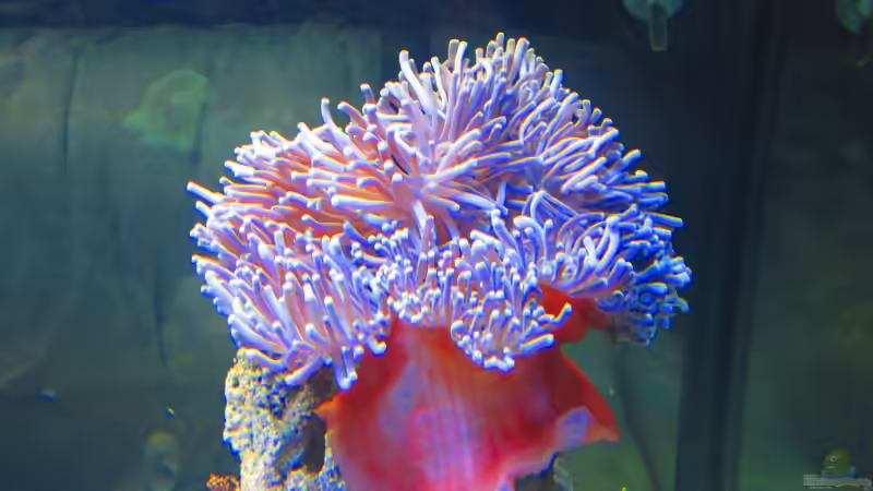 Dekoration im Aquarium Becken 31101 von Christian Bayerl (14)