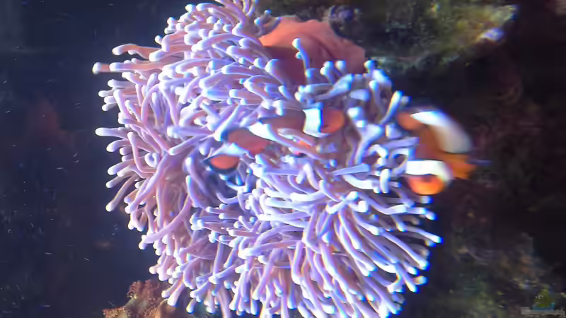 Dekoration im Aquarium Becken 31101 von Christian Bayerl (15)