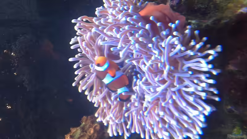 Dekoration im Aquarium Becken 31101 von Christian Bayerl (16)