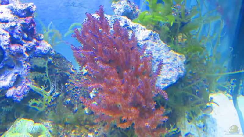 Dekoration im Aquarium Becken 31101 von Christian Bayerl (6)