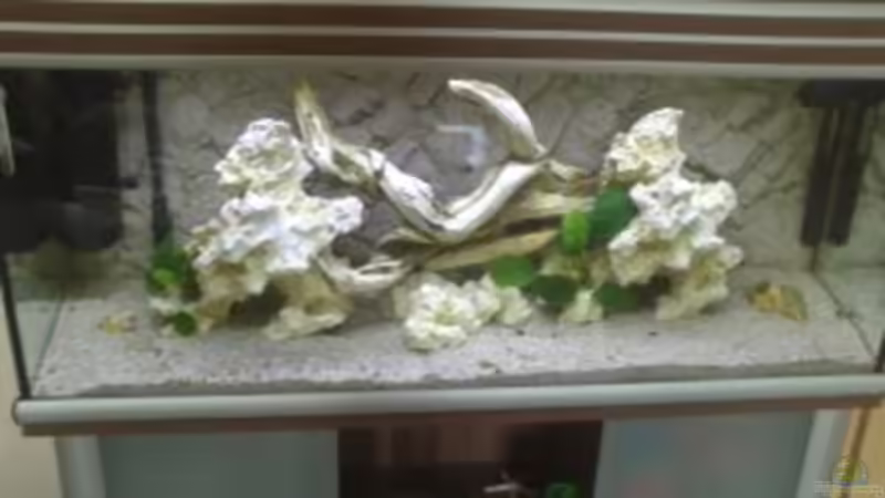 Dekoration im Aquarium Becken 31313 von Michael Lüdicke (6)