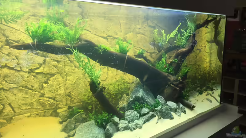 Dekoration im Aquarium Becken 31356 von Insulaner (10)
