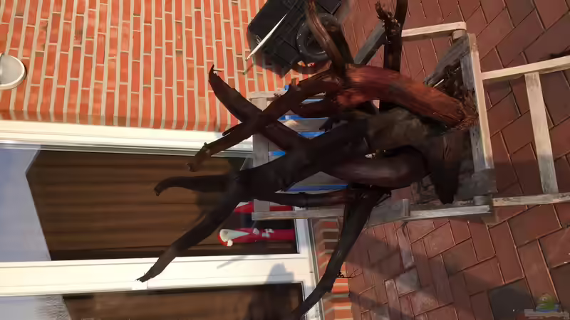 Dekoration im Aquarium Becken 31356 von Insulaner (8)