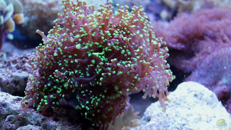 Dekoration im Aquarium Becken 31412 von die Perle... (39)