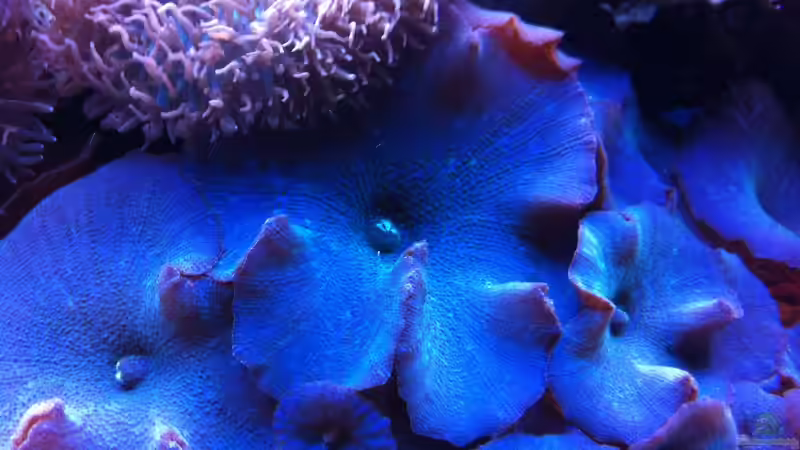 Dekoration im Aquarium Becken 31412 von die Perle... (41)