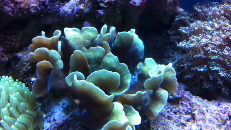 Dekoration im Aquarium Becken 31412 von die Perle... (42)