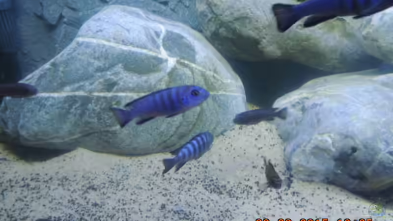 Dekoration im Aquarium Becken 31528 von Michael Christ (2)