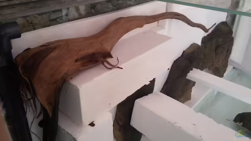 Dekoration im Aquarium Becken 31764 von Oliver Boden (56)