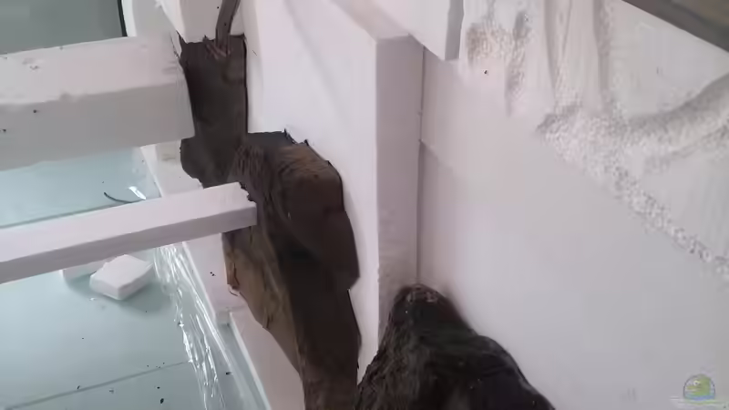 Dekoration im Aquarium Becken 31764 von Oliver Boden (57)