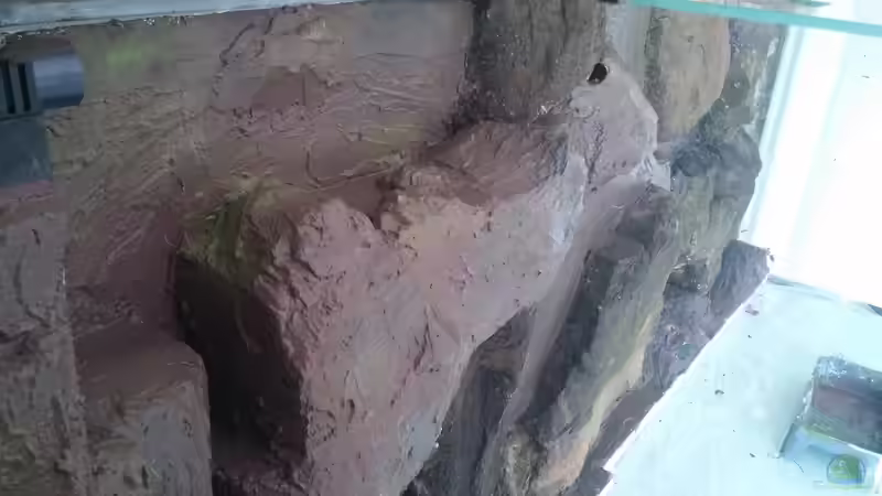 Dekoration im Aquarium Becken 31764 von Oliver Boden (62)