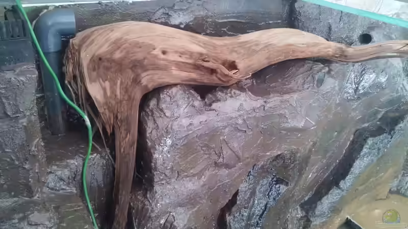 Dekoration im Aquarium Becken 31764 von Oliver Boden (64)