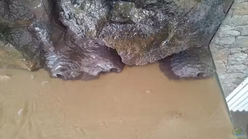 Dekoration im Aquarium Becken 31764 von Oliver Boden (65)