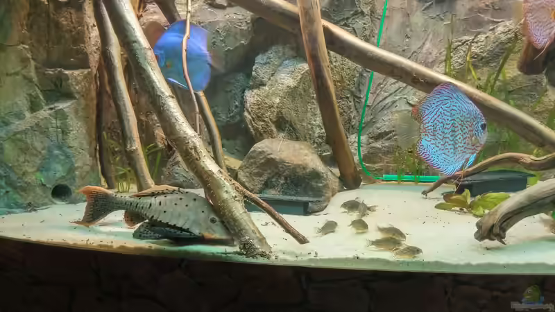 Dekoration im Aquarium Becken 31764 von Oliver Boden (70)