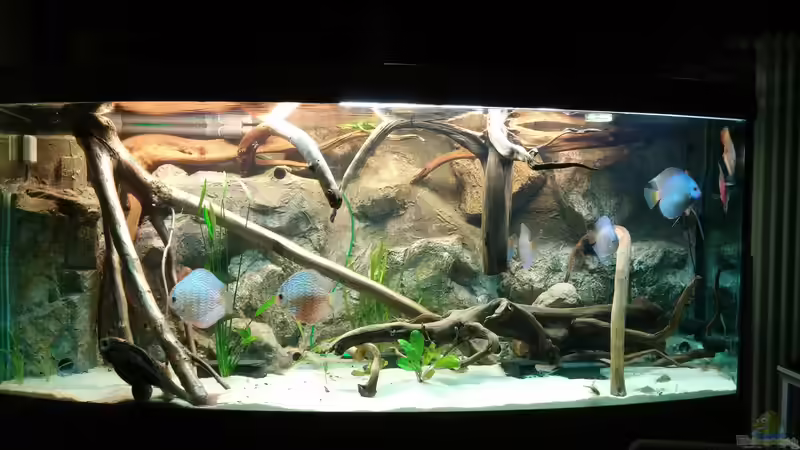 Dekoration im Aquarium Becken 31764 von Oliver Boden (71)