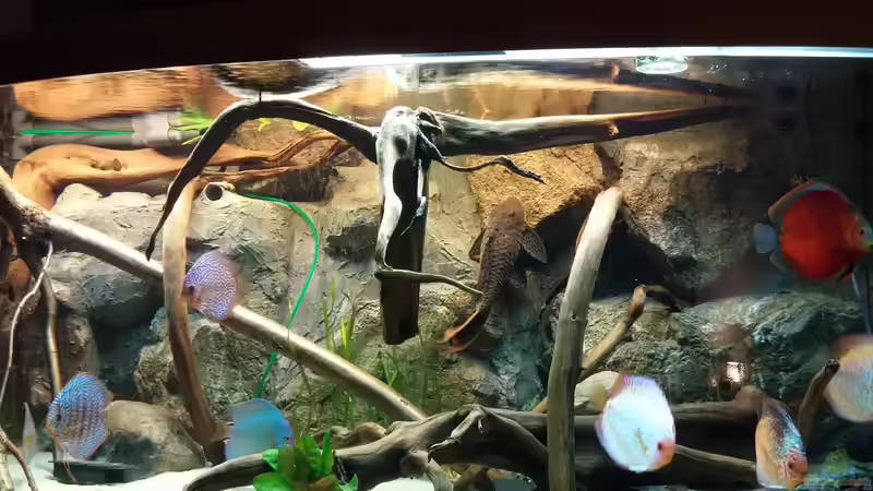 Dekoration im Aquarium Becken 31764 von Oliver Boden (72)