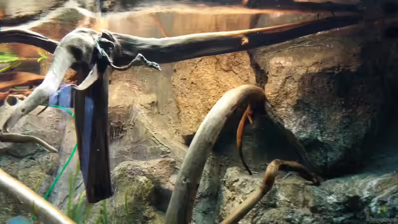 Dekoration im Aquarium Becken 31764 von Oliver Boden (73)