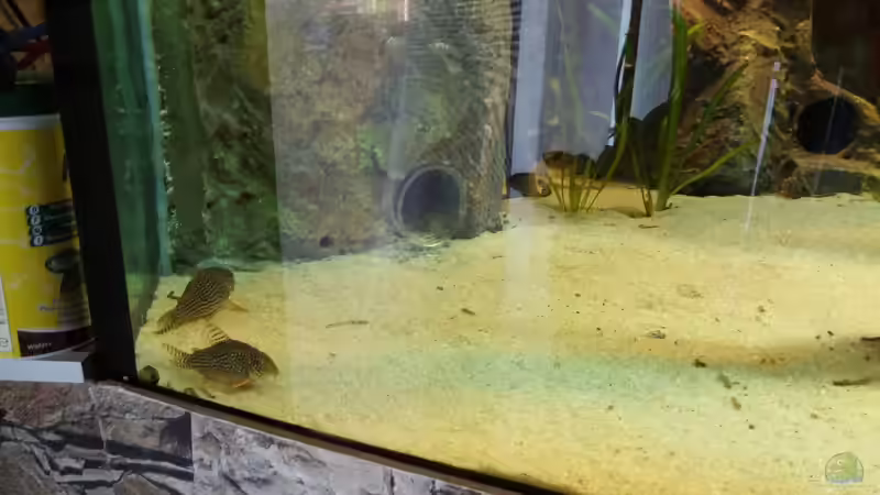 Dekoration im Aquarium Becken 31764 von Oliver Boden (74)