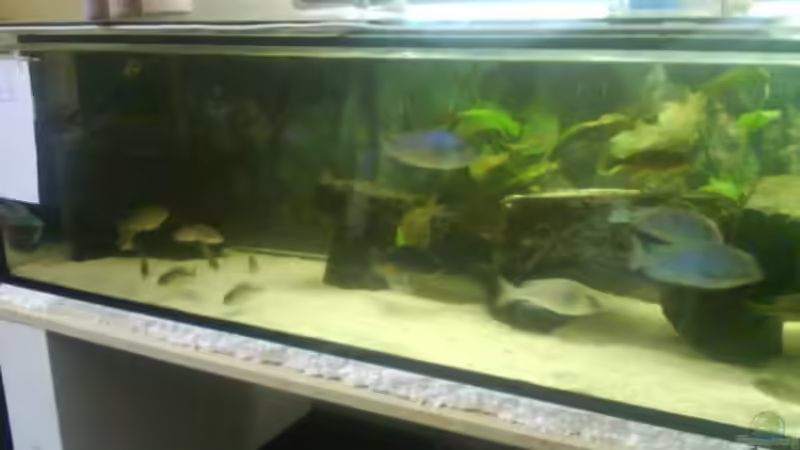 Dekoration im Aquarium Becken 3183 von Heikos-Malawizucht (5)