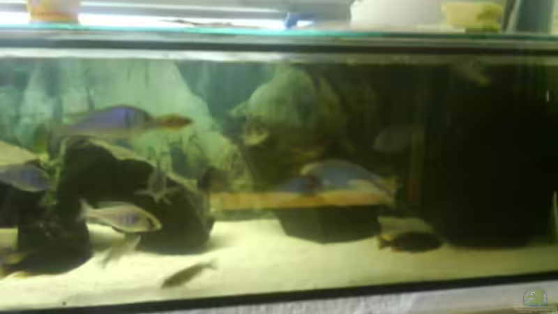 Dekoration im Aquarium Becken 3183 von Heikos-Malawizucht (6)