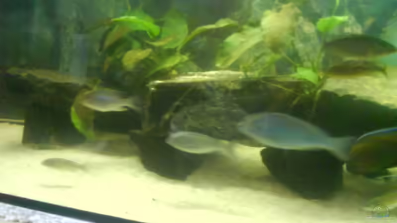 Dekoration im Aquarium Becken 3183 von Heikos-Malawizucht (7)