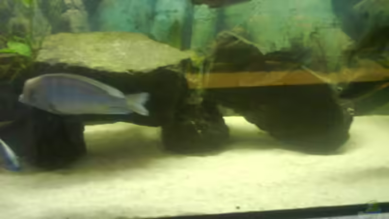 Dekoration im Aquarium Becken 3183 von Heikos-Malawizucht (8)