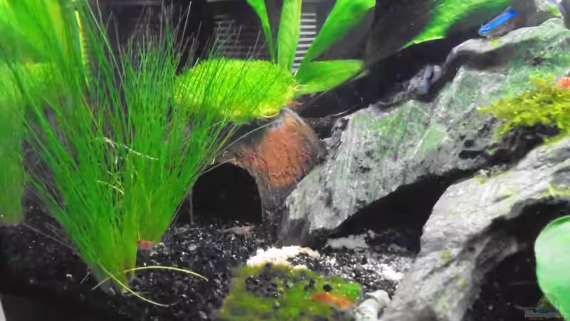 Dekoration im Aquarium Becken 32033 von Beba (3)