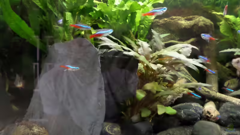 Dekoration im Aquarium Becken 32101 von Hans-Hubert (7)