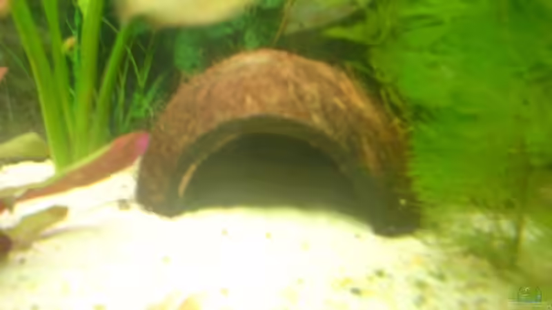 Dekoration im Aquarium Becken 3216 von Roland Höck (10)